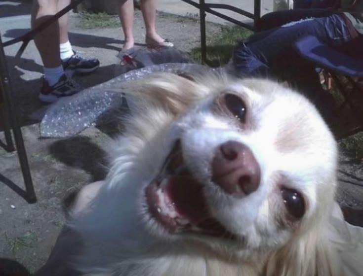 voidyeo tweet picture