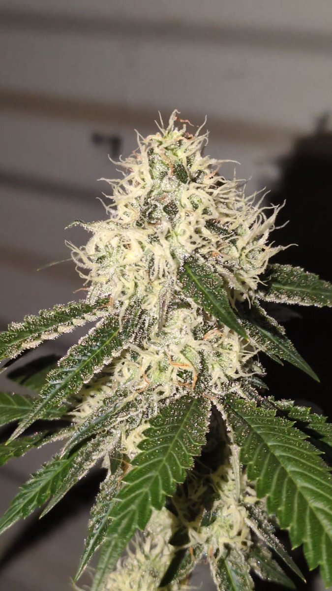 deeprootgrower3's tweet photo. #Texaschem pheno #7 from @gps_seedbank  smells like an old skating rink and og gas https://t.co/ykzBYh0oSB