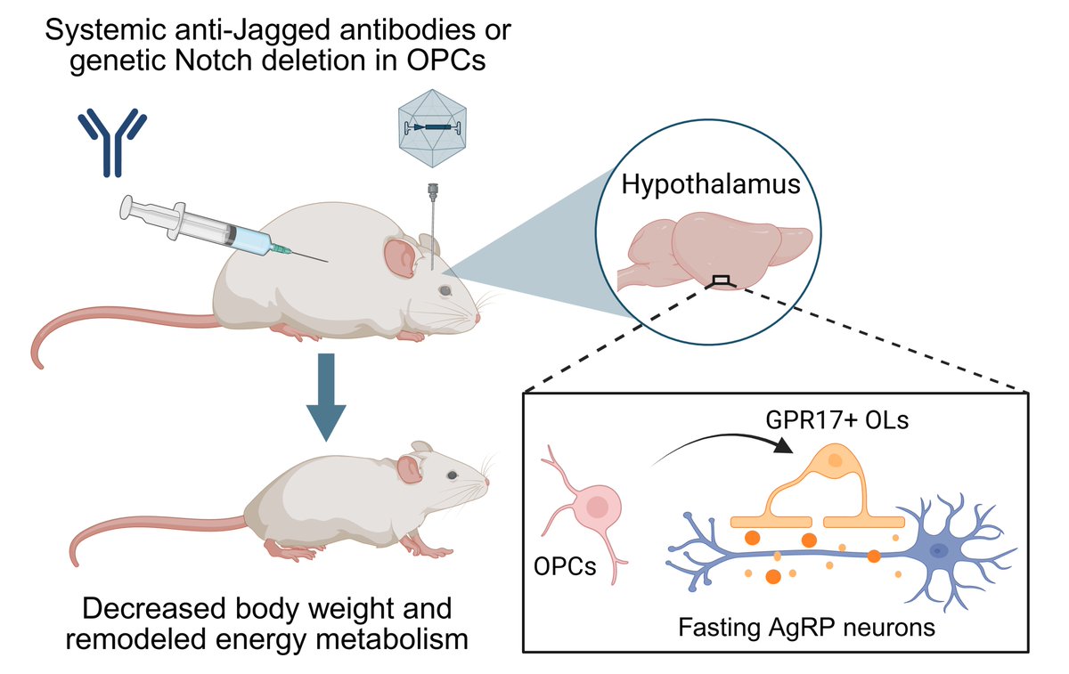 LlucMosteiro's tweet photo. 🧠 How does the brain control body weight?

Thrilled to share our latest work, where we found that Notch-dependent glial state transitions remodel hypothalamic neuronal circuits to regulate systemic metabolism and body weight. 

More in 🧵
https://t.co/YgUtLA7UAv https://t.co/OFFTm9eeJo