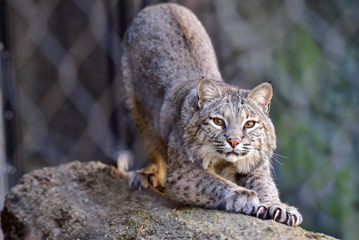 marylandzoo's tweet photo. Upcoming Zoo events you won’t want to miss: https://t.co/9uIJFHEZRr 
🌊 Aug. 8 &amp; 9: Wild Water Splash Days
🍻 Aug. 14: Happy Hour with the Otters &amp; Bobcats
🧺 Aug. 28: Bingo at the Zoo
🍷 Sept. 5: Wine in the Wilderness
💛 Sept. 20: ¡Celebramos! Hispanic Heritage Month at the Zoo https://t.co/CxxVSjHTFr