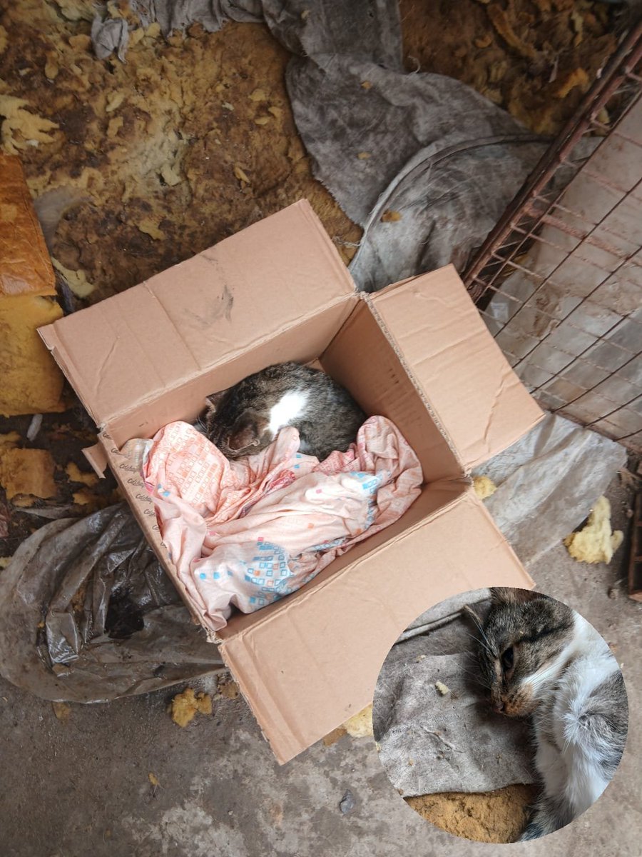 patitas_budgeok's tweet photo. Por favor 🙏💔 está vivo, pero está sufriendo. Necesita llegar de urgencia a la veterinaria.
Por favor hace hs está tirado.

Nos falta cubrir el traslado de Merlo a Lomas de Zamora: $80.000.

Alias Mercado Pago: PATITASBUDGE
Alias Banco Nación: PATITASBUDGEOK
Magdalena Cáceres https://t.co/vivm8m68GE