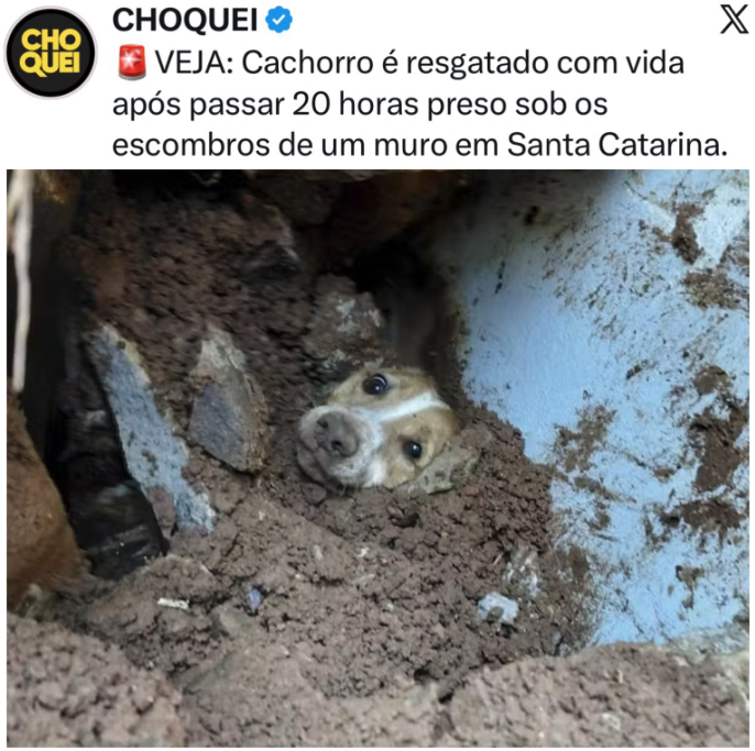 Delegado Bruno Lima tweet media