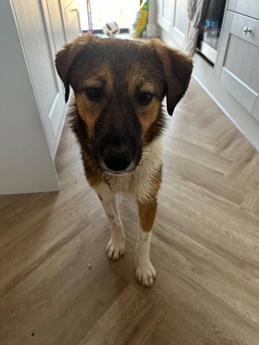Pawprints2F's tweet photo. London

🐾 Rizzo - 8 months old
🐾 Loves walks and is an early morning riser 🙈
🐾 Has been destructive with items but can be trained!!
🐾 Full of confidence and character ⭐️
🐾 Adores children 6+ ❤️
🐾 Would love to live with another dog 🐕

https://t.co/UKATK6Nz6w https://t.co/C42sPmMXIy