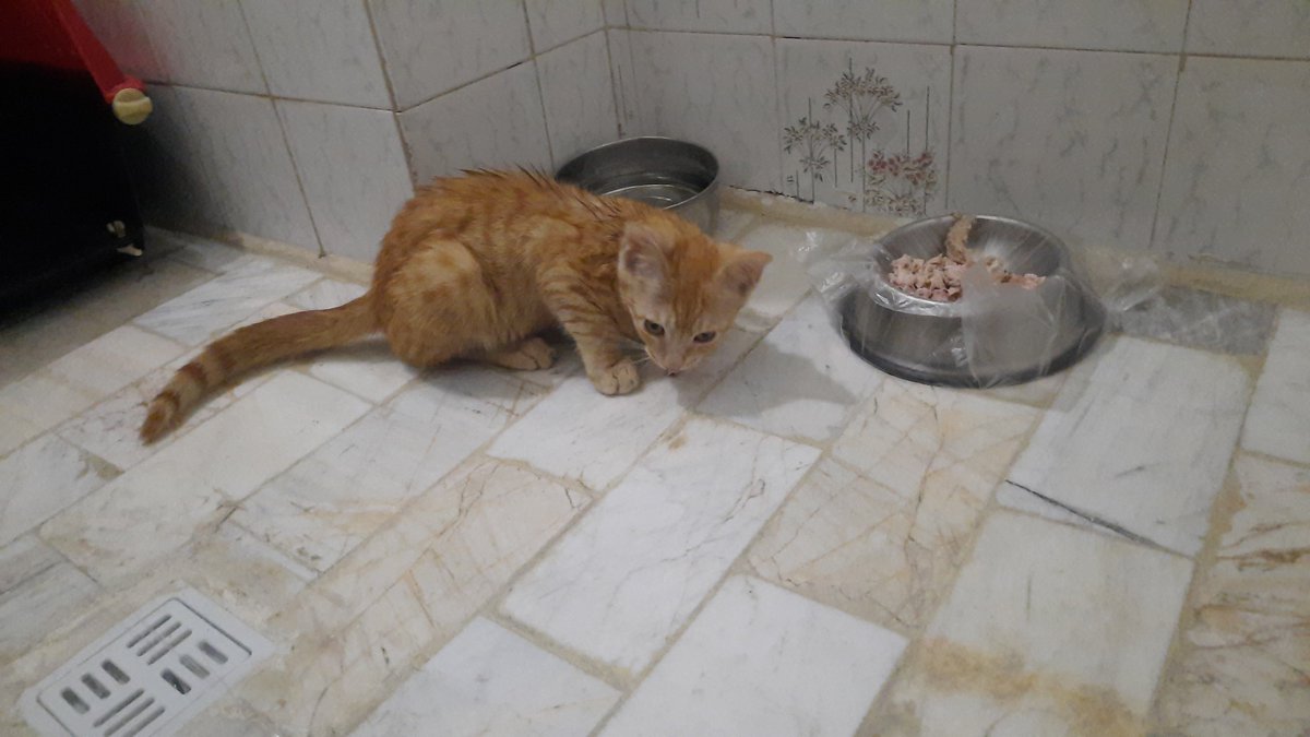 petbedeu's tweet photo. دوست ندارم حرفهای نا امید کننده بزنم اما واقعا حالم خوب نیست خیلی فشار رومه از همه لحاظ دیگه توانشو ندارم ....نمی دونم اصلا تا کی می تونم ادامه بدم ....امشب یکی از نزدیکانم می گفت دیگه بیرون نرو برای غذارسانی بچه های داخل هم یا بفرست پناهگاه یا رها کن ...مگه میشه آخه!؟! https://t.co/WC9sSUzYtg