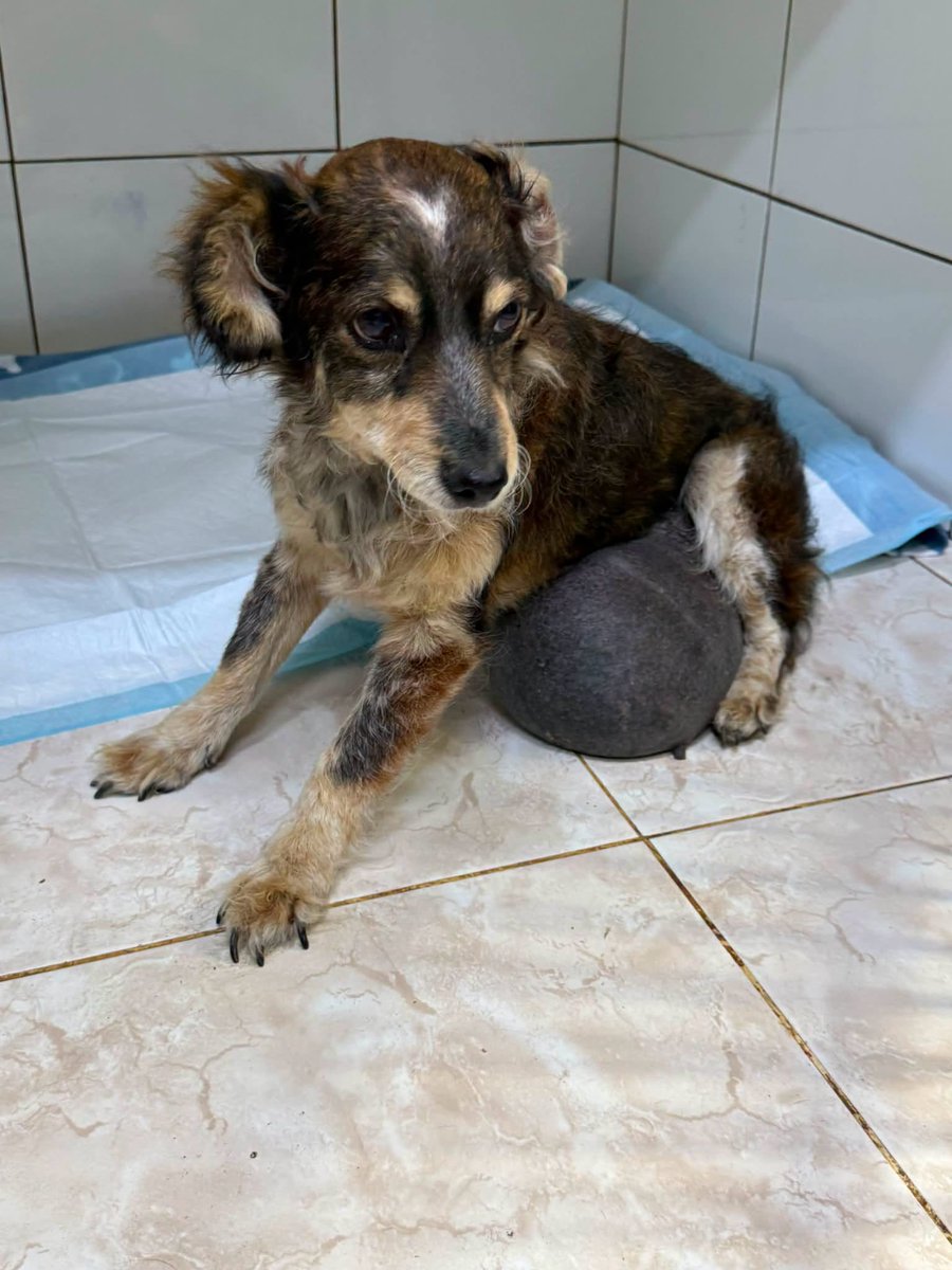 rescuehomea's tweet photo. URGENT APPEAL 🐕🚨

We rescued this little dog today

He has hernia💔

 (the black swollen tumor you see on his belly)

He's at the vet waiting for a surgery 

Donations are needed to pay the surgery

Please Donate Now to our PayPal Donate Link below 🙏 

https://t.co/GP8pLQXVfa https://t.co/QcyeeQ79Jy
