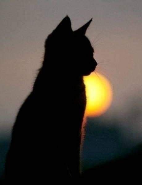 Metanoia100's tweet photo. Good night sweet dreams 😴 😘 💕 https://t.co/pda9cNfys5