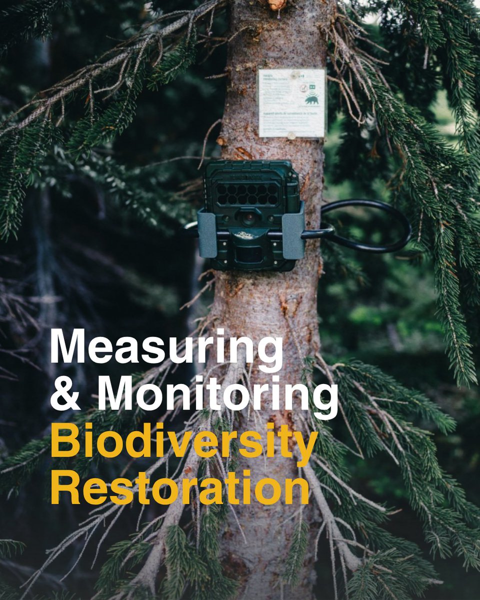 TreeCanada's tweet photo. Monitoring helps us understand how habitats, species and ecosystem processes change over time.

Learn more about the Biodiversity Restoration Initiative: https://t.co/ZAwbAuJbbJ https://t.co/LWIHLqt3LW