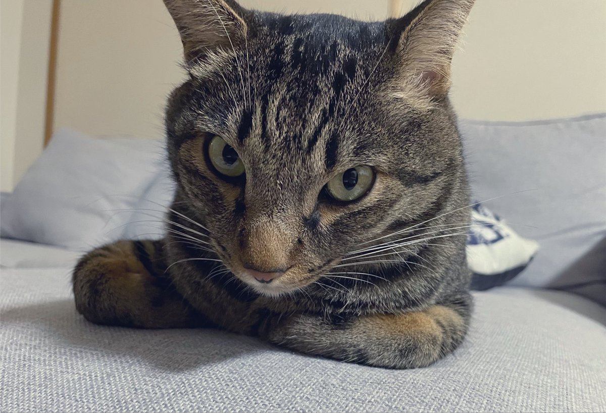 Toracha1222's tweet photo. 今日から8月にゃ😸

＃キジトラ
＃保護猫 https://t.co/G64nMkZaRE
