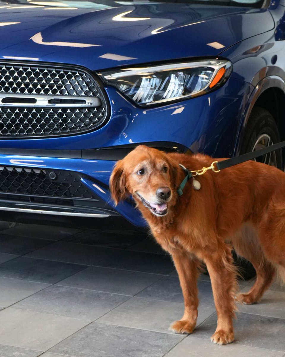 mbofwarwick's tweet photo. Don't leave your best friend at home! Mercedes-Benz of Warwick loves our canine visitors, especially when they are very good and sweet. 11/10 ❤️🐕🚗
#MercedesBenzOfWarwick #MercedesBenz https://t.co/wmzqBbmEGJ