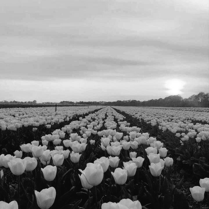 crimsonbatss's tweet photo. #obkk - #ymkk au: the seven wonders.

where the scarecrow lost the crops, now he'll lose the flowers: in the end, only the cheshire cat remains, and will help him scatter the ashes.

or,

where with each wonder, Kakashi falls more and more in love with the almond-eyed man, Tenzo. https://t.co/KoUwi3Nh4R