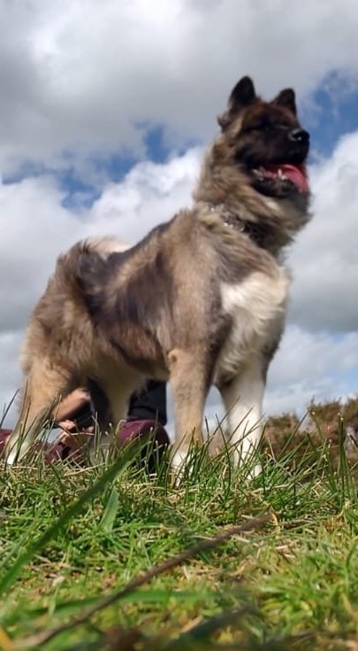 MissingPetsGB's tweet photo. 🐕 #Skegness #Lincolnshire #PE24
 
#Urgent #elderly AKIRA #Akita #MISSING 
Last seen in Ingoldmells 
30 July 2026 around 2pm

Akira is microchipped. Do not chase if seen 🙏
https://t.co/nTMGxzMcVk https://t.co/2xEJHIOAUi