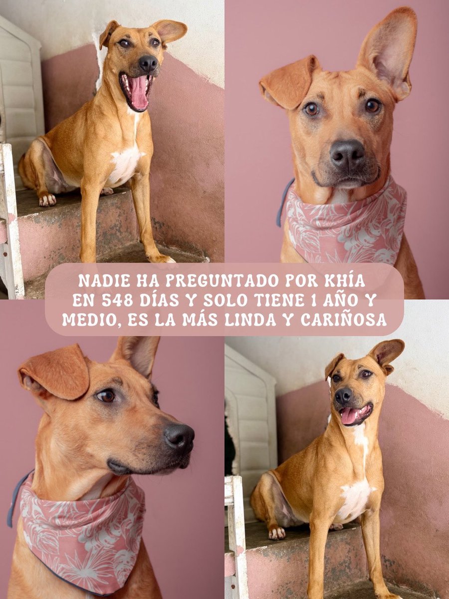 H_Limoneros's tweet photo. Ya anímense con Khía🥺tiene una gran personalidad como pueden ver en sus videos en este post, es lindísima, la más tierna y muy juguetona, ama los premios y sus juguetes🥰
👉🏼Ya no la rechacen por su color, es hermosa🤎
-Historia: Estaba en la calle con su mamá y sus hermanos, su mamá tenía TVT pero fue atendida, sus hermanos fueron adoptados y es la única que falta en encontrar una familia🥺llegó al refugio con solo 6 meses y ya tiene 1 año y medio, ha crecido en el refugio en lugar de crecer en un hogar💔
-Carácter: Es muy amorosa con todo el mundo, sociable, obediente y convive con otros perros. 
-Talla: Mediana
-Protocolo: Esterilizada / Vacunada / Desparasitada

🔺Si te interesa adoptarla por favor llena el formulario👉🏼https://t.co/5erVc43SsU 🙏🏼y si te interesa darle hogar temporal hasta que le encontremos una familia mándame mensaje👉🏼 https://t.co/fnHYT3mDb6