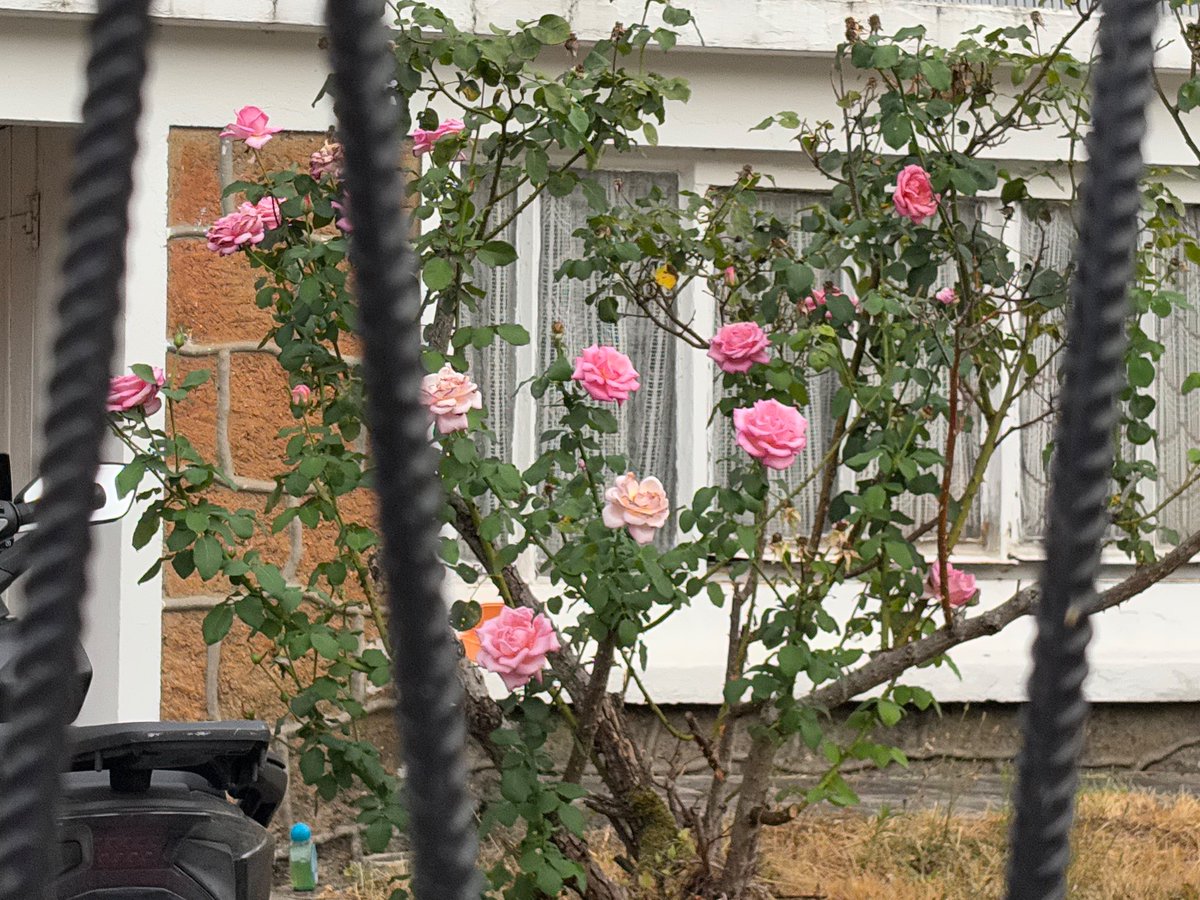 windofchangee19's tweet photo. J’étais triste parce que la maison des roses avait tout coupé mais au final avec le temps ça a repoussé et c’est d’ailleurs + beau #lifeisbeautiful comme quoi https://t.co/RJzoxBCZpm