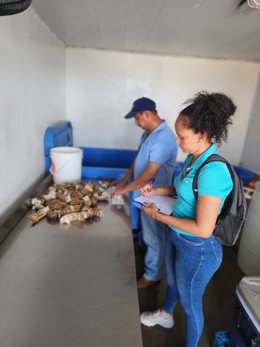 InpescaNic's tweet photo. Inspectores  de la Dirección de Investigación Pesquea de INPESCA RACCS en Corn Island, está dando seguimiento y acompañamiento a la puesta en marcha del Sistema Automatizado de la Pesquería Artesanal de la Langosta del Caribe.

#costacaribe #INPESCA https://t.co/BuC7WgacsE
