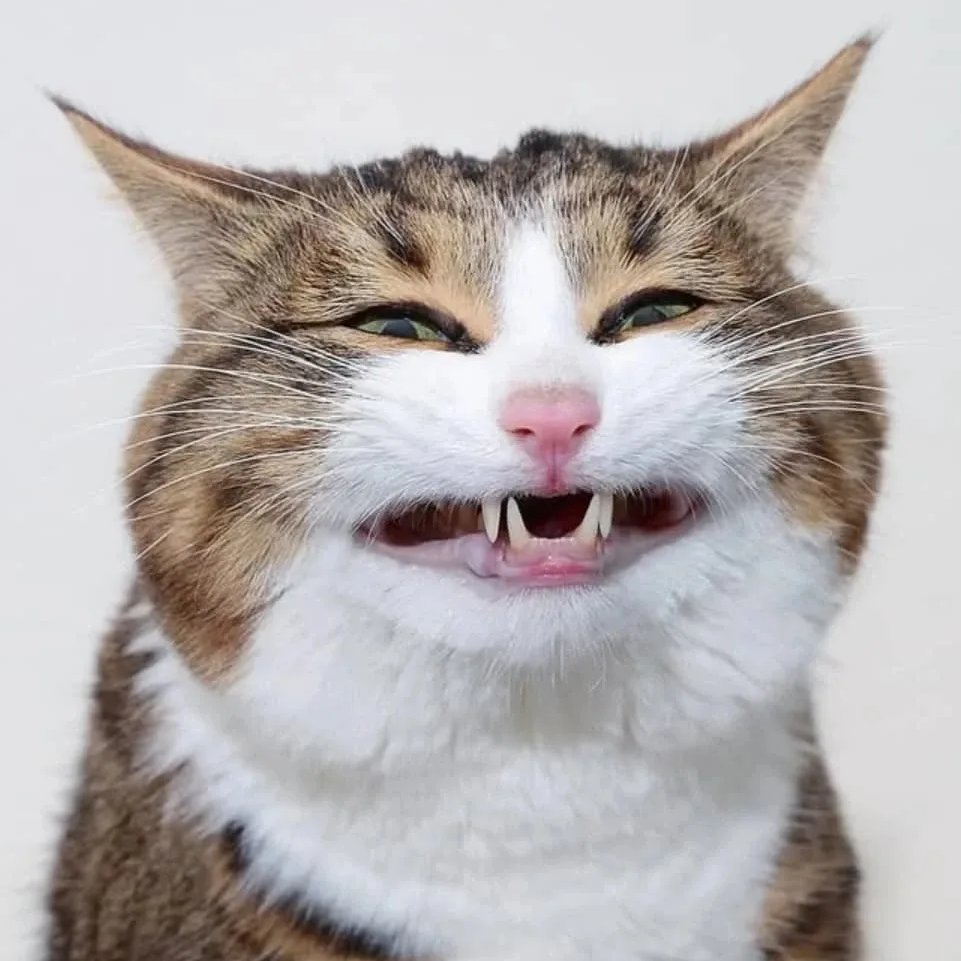 AcervoCharts's tweet photo. Este é Rexie, o gato mais expressivo do mundo. https://t.co/LweUVnPbbA