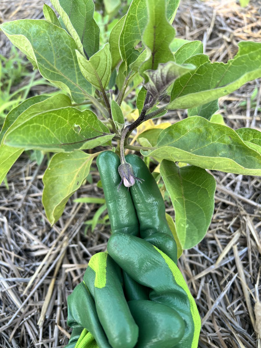 okra_kale's tweet photo. Aubergine. 🍆🌱 https://t.co/NW2j4I3BPS
