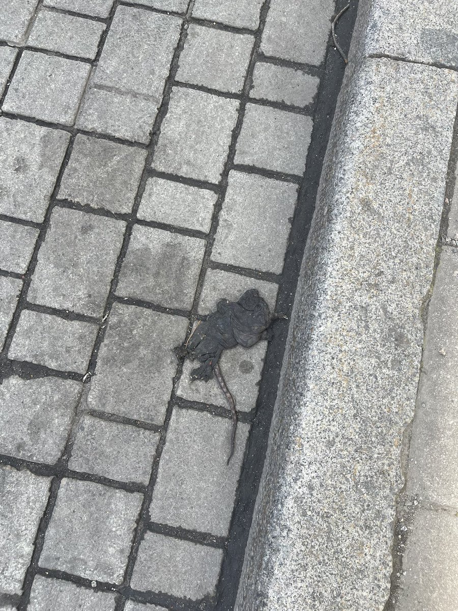 dresser_1887's tweet photo. AIK ser trötta ut https://t.co/EUFr2iktRe