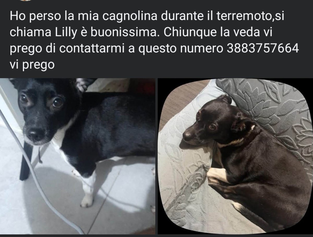 Tonino2801's tweet photo. #terremoto #cagnolina #napoli https://t.co/TOsuSO3BNZ