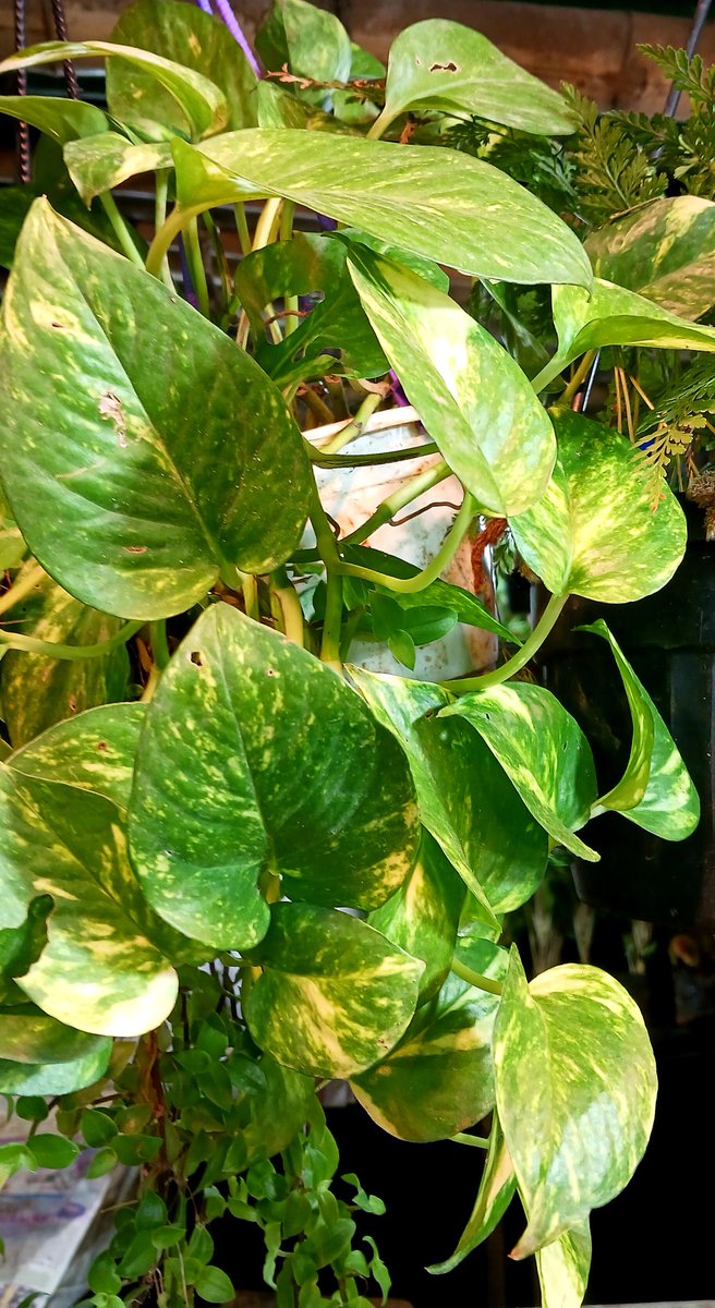 atmbiopro's tweet photo. Welcome Wet Rainy #AugustMonth💦
#Imbued with happiness, bountiful life energy &amp; verdant new beginning's🏝🤎
#GardenHangingMoneyPlant🏃‍♂️☘️🏩☕️
#SolitudeWeekendEveryoneX🎉🍸🎶
@MarineBioUK https://t.co/s5HeSS8Aw4
