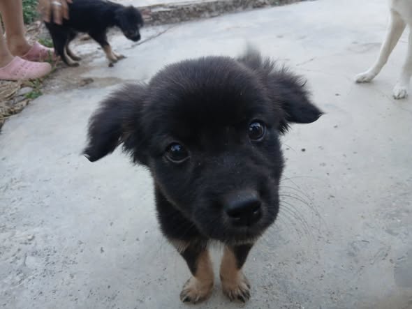 A64029345's tweet photo. CASO TERCEROS SOLO DIFUNDO Estos perritos viven en el patio de un vecino pero ellos se van y los dejan solos y se salen a la calle la cuestión es que los maltratan porque se meten a casas ajenas quien los puede adoptar 📷Antimano, 04128781148 https://t.co/hKlXr8DDyV