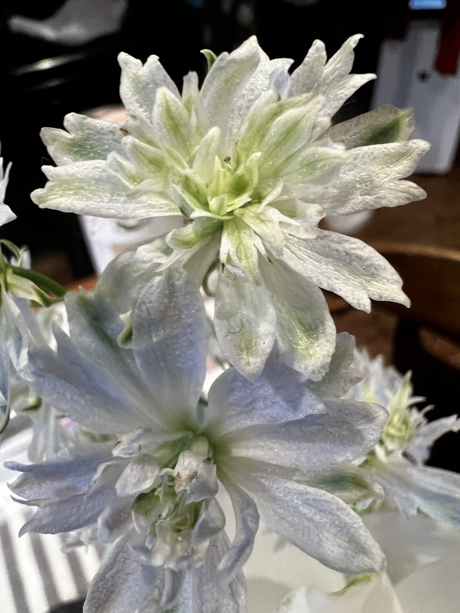 akz_musica's tweet photo. GM おはようございます☀️

今日の花は 「デルフィニウム」

花言葉
・清明
・高貴
・あなたは幸福をふりまく
・誰もがあなたを慰める

透き通るような白い花は、
静かな気品と優しさを感じさせてくれます。

幸せは、
特別なことではなく、
誰かへの小さな思いやりから広がっていくもの。

優しさは、幸せの種になります。

昨日のライブ配信🎧は多くの人に見て頂き感謝です。
自分の好きな音楽が誰かの楽しみや元気になるのはこちらも嬉しいです。
それぞれ毎日しんどいこともあるでしょうが少しでも花や音楽で明るく前向きになれるよう寄り添えたらと思ってます。偉そうに聞こえたらすみません。
また遊びに寄ってくださいね🥰🫶

少し立て込んでおりまして、
コメント返信遅れます🙇‍♀️

今日も良い一日を😊✨🎵