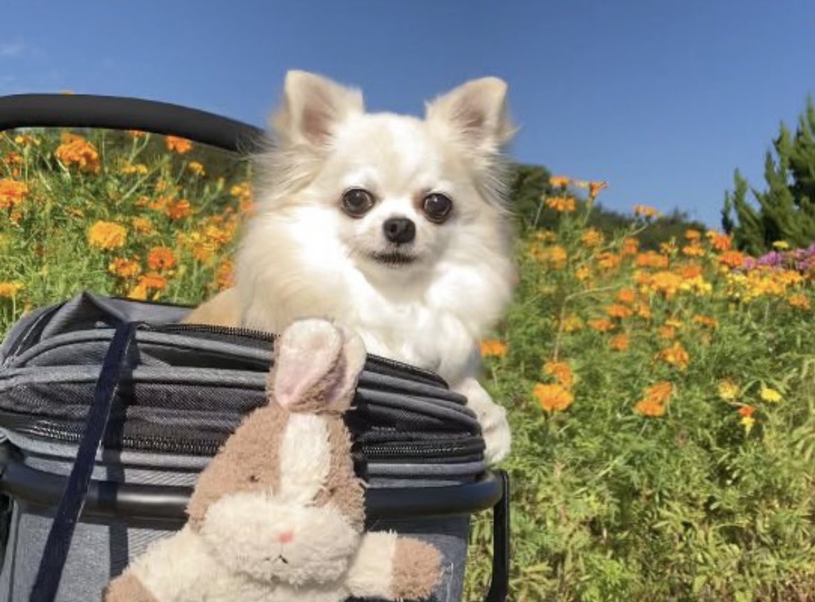 chukuchan421's tweet photo. ♥️ 8月もヨロシクでしゅ🐶🐰♥️

《 お知らせ 》
くぅちゃんが BS朝日の
ねこいぬワイドショーに出ます♬
8/6(木) 21:00〜
(放送終了後TVerでも観れます)
※ くぅちゃんは数秒なので 瞬き厳禁😂
#くぅちゃん #ねこいぬワイドショー https://t.co/eIkOIzDcan