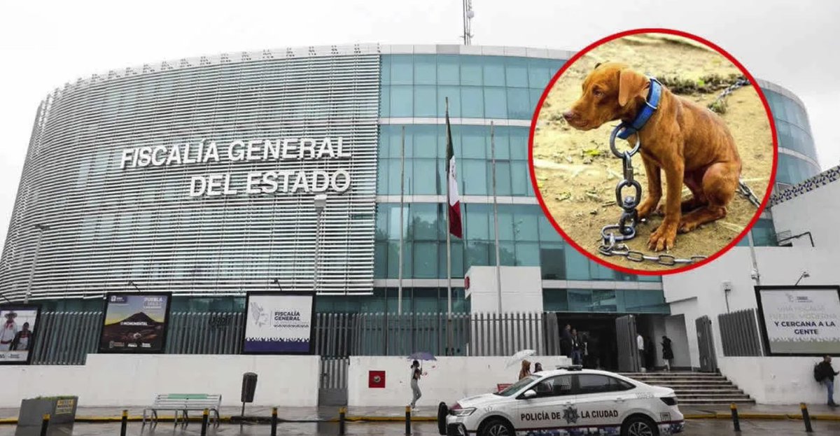 _right_n0w_'s tweet photo. Puebla presume 11 condenas por maltrato animal… de mil denuncias recibidas https://t.co/VH7c2jMAZs #MaltratoAnimal #CrueldadAnimal #JusticiaAnimal https://t.co/6M90K9V7ti
