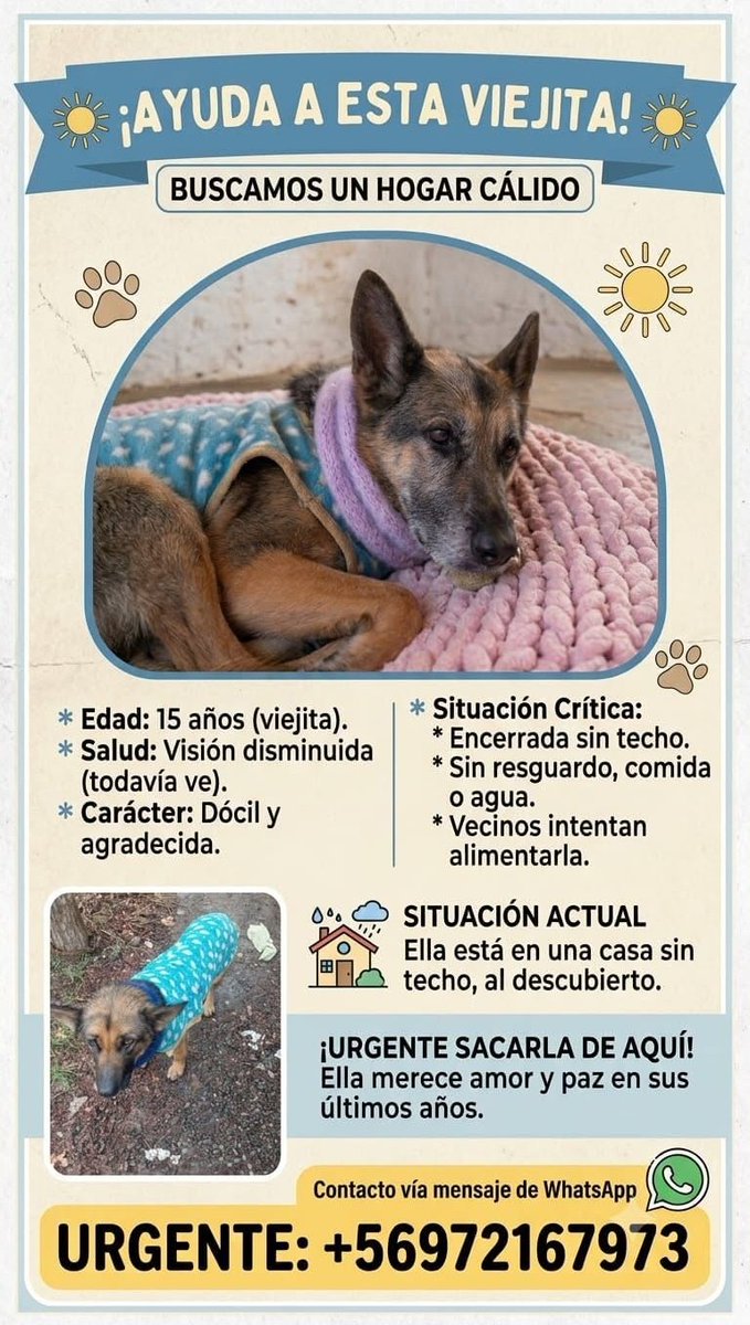 eltuitdemarsh's tweet photo. ¿Ayudamos difundiendo a esta perrita mayor para que encuentre un hogar donde sea amada?
#Talca https://t.co/qptP69np0Q