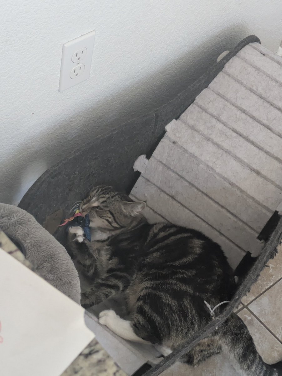 BOMBERCIDE's tweet photo. just realized u guys dont know i have a cat. her name is freya and shes almost one year old and shes probably the most annoying (affectionately) cat ive ever met in my life https://t.co/GRjbJt9BIH