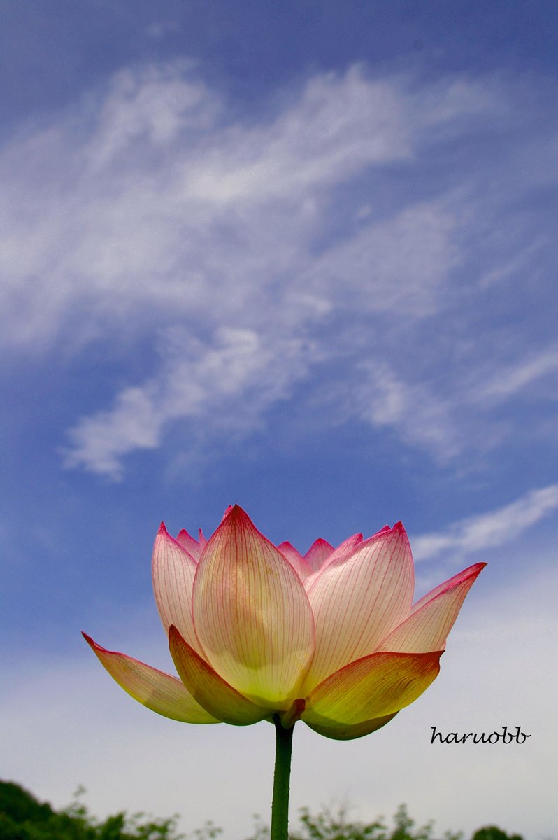 haruobb's tweet photo. 蓮 ハス 🪷    
#写真 #photo #蓮 #ハス 
#花 #flower #空 #Sky #sora https://t.co/IF6fDTW88v