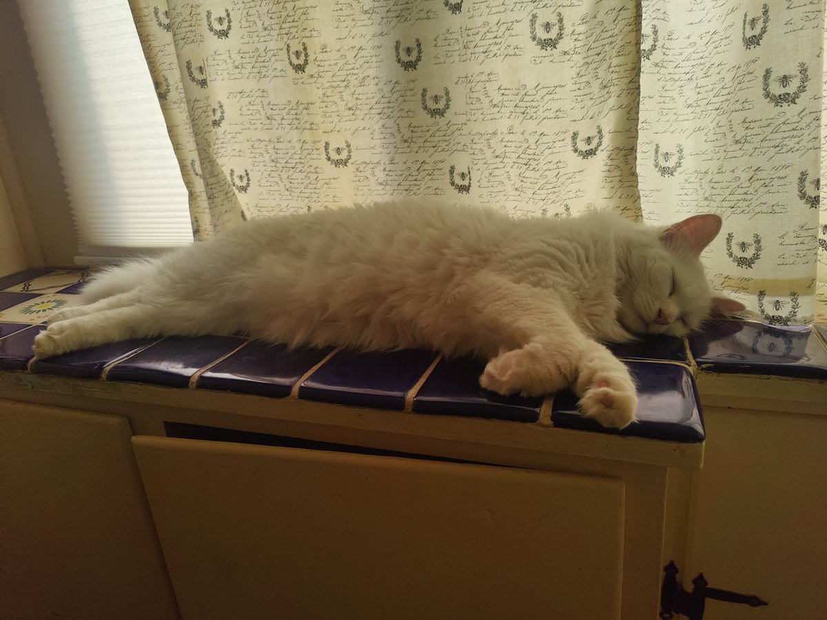 Bad_Babette's tweet photo. Summer Time has become so hot I am have no choice but to Lounge Around All Day https://t.co/ivIMTtuu17
