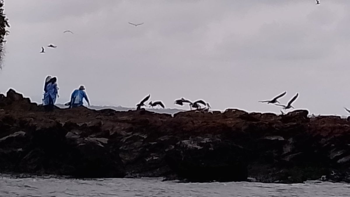 MAE_Zonal5's tweet photo. 🚨 En #ElMorro, nuestros técnicos de Bosques y Vida Silvestre realizan monitoreos permanentes ante la mortandad inusual de aves marinas registrada en la costa ecuatoriana. La vigilancia oportuna es clave para proteger la vida silvestre y prevenir riesgos sanitarios. https://t.co/6Y7CXuk8OY