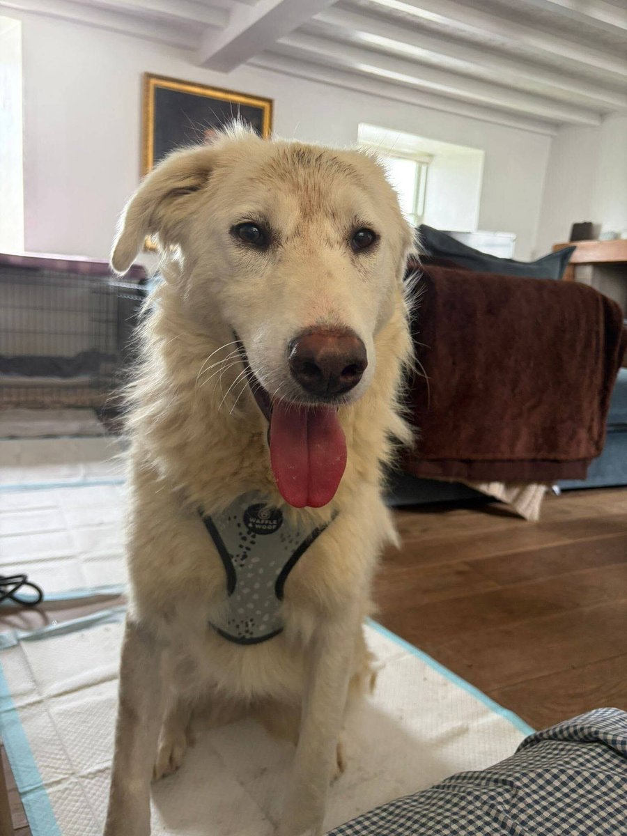 Pawprints2F's tweet photo. 🐾 Happy Pupdate 🐾

Halle is doing really well and is already a very different girl from when she first arrived!

She’s still nervous at times, but happily follows her fosterer around and is growing in confidence every day!

She also loves her walks and adventures ❤️ https://t.co/HXRcmU0Fu1