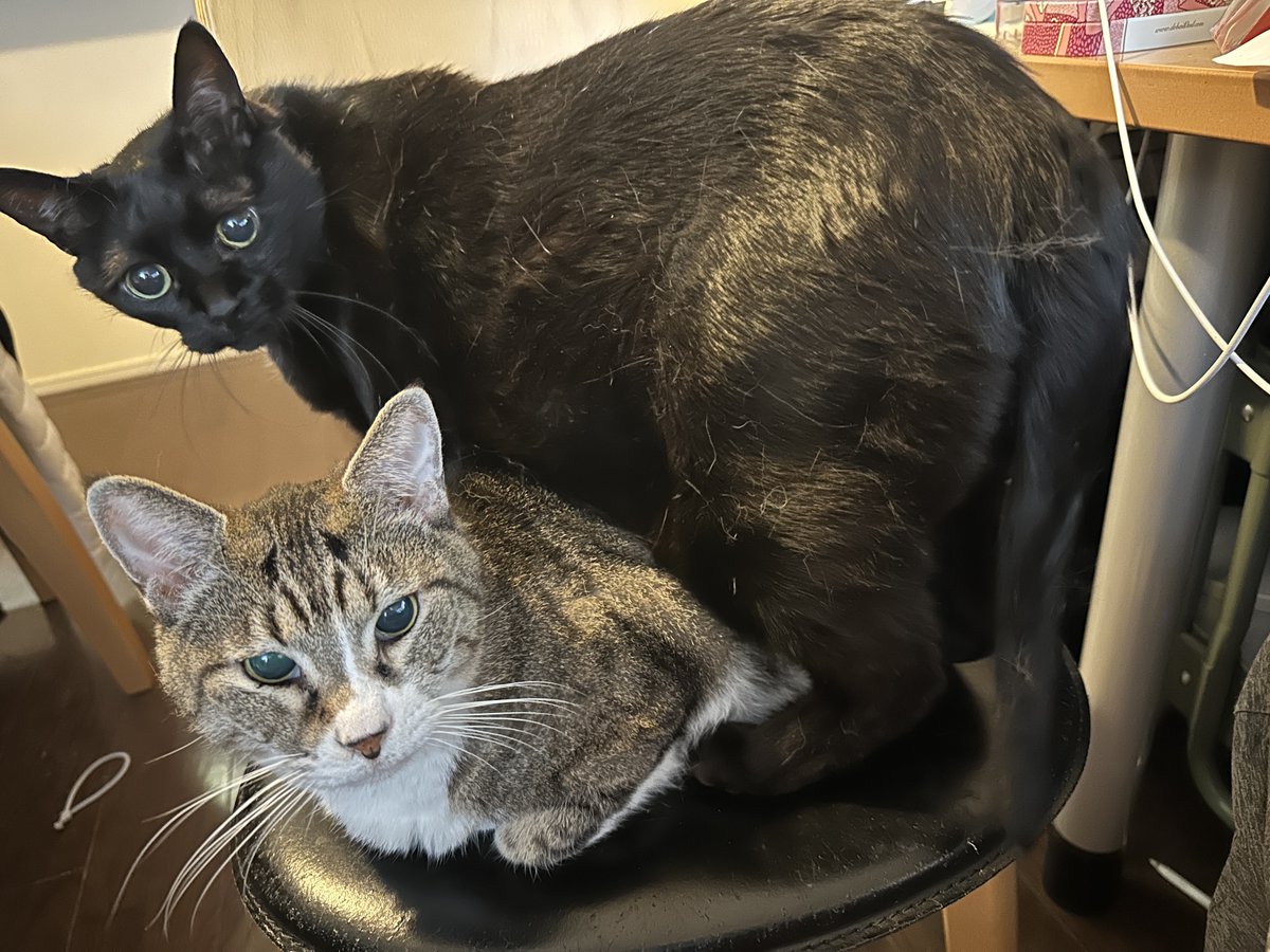 ideaegg_kobe's tweet photo. #猫と一緒の暮らし #猫と一緒の幸せ 

朝の撫でられ待ち。
僕が先ニャ～
もうわちゃわちゃ。 https://t.co/yeObTsWEdE