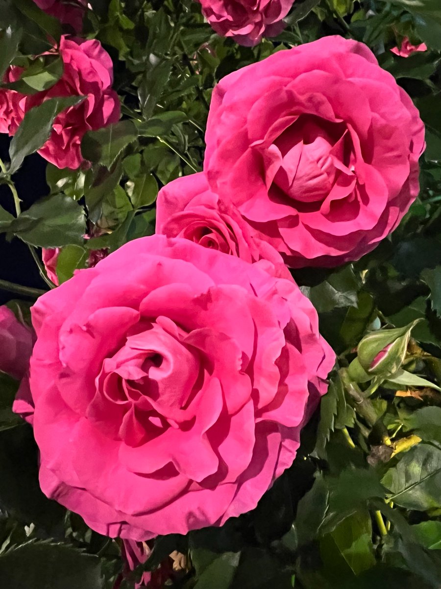 h_yamamoto0601's tweet photo. おはようございます🌹✨
今月もよろしくお願いします😃✨ https://t.co/32HfF2DVOv