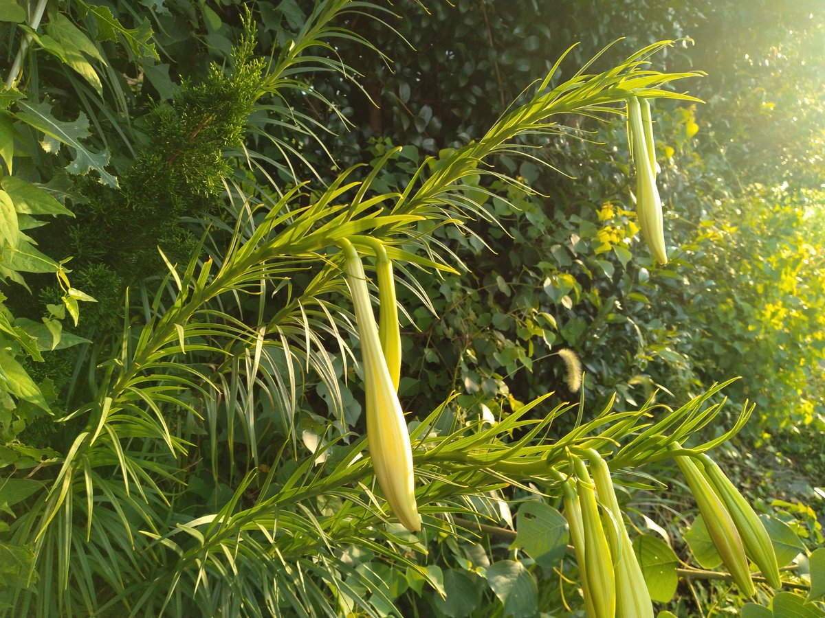 ai1amari's tweet photo. 白百合蕾まもなく開花
#Earlymorning https://t.co/DGFpQUUdoB