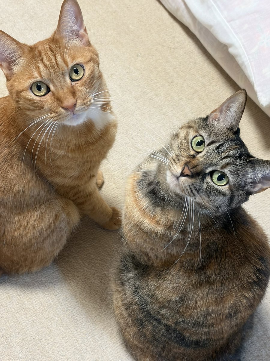 ReonCatCat's tweet photo. 6回目の生誕祭月間が来ました。
お誕生日は7日です。

今年は穏やかに暮らしてます。
実家の子が同じ年齢なのにお空の子になってしまい寂しい思いをしました。
その子のぶんまで、ふたりには長生きしてほしいです。無事に6歳を迎えられそうで大変嬉しいです。 https://t.co/oto6QUst97