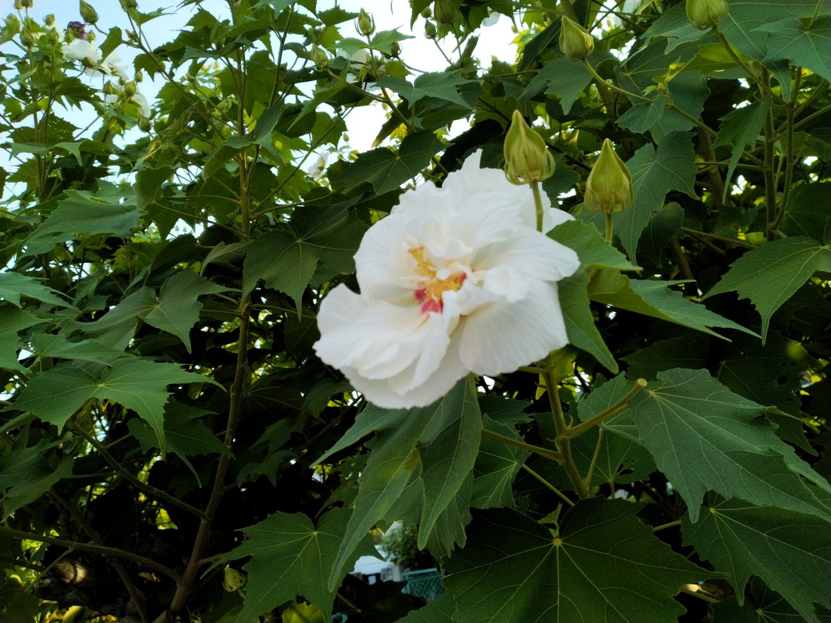 ai1amari's tweet photo. 朝は純白、夕方にはピンク色に変化するスイフヨウ（酔芙蓉）という花です。お酒に酔って顔色が赤くなる様子に見立てて名付けられました。
#Earlymorning https://t.co/maf6WHz5fX