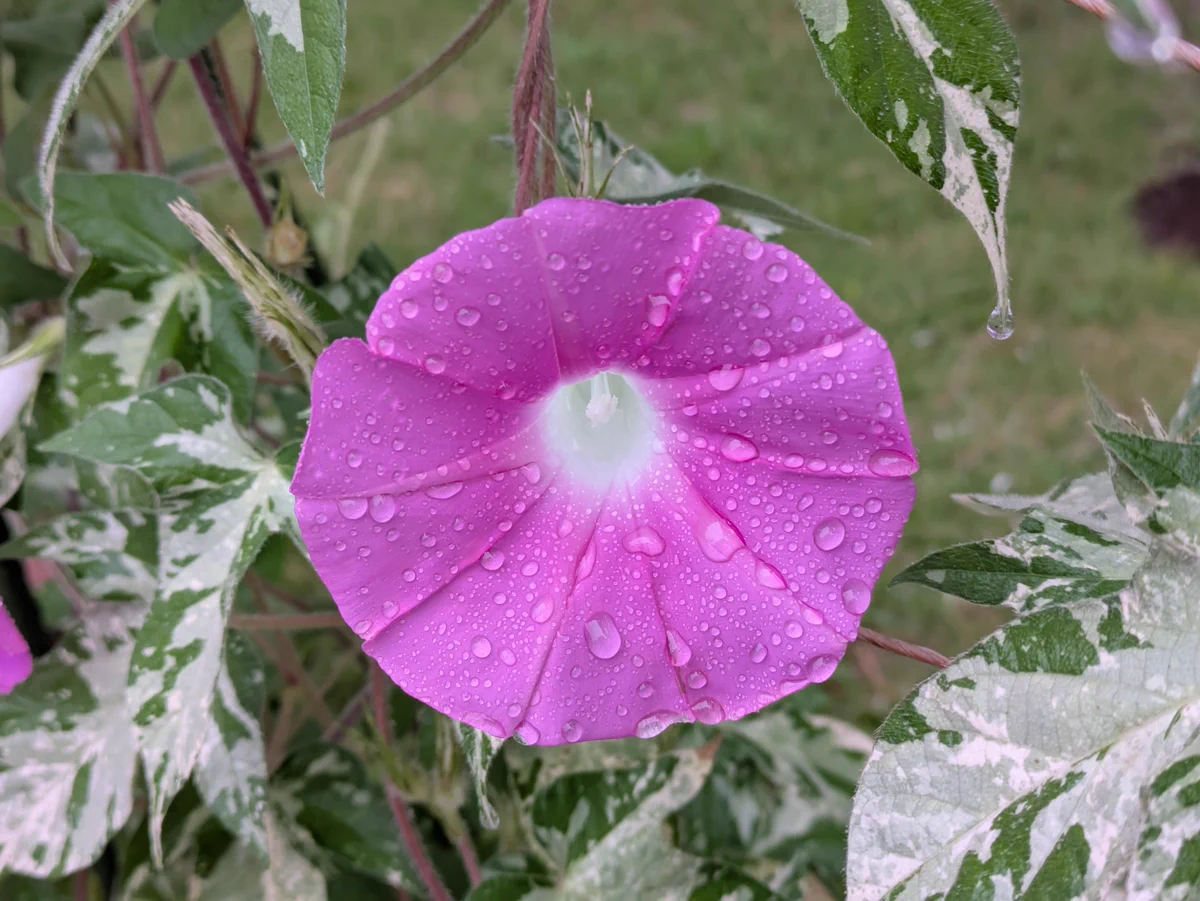 朝顔