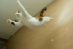 kenkenjetjet's tweet photo. 照明にアタリメ吊り下げたら…
どりゃぁぁぁ！
力いっぱいの跳躍力😺 https://t.co/6yyYI13UBH