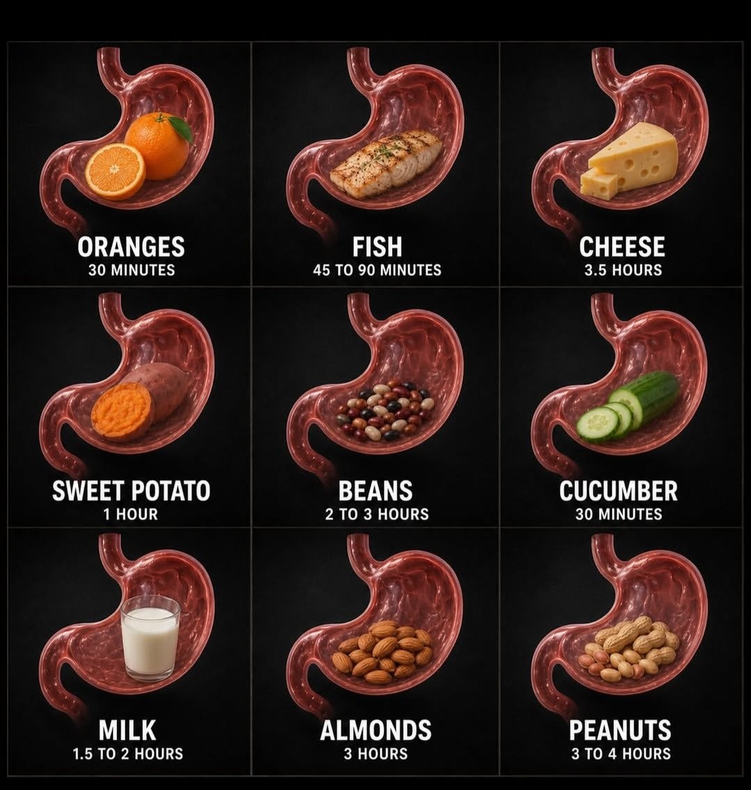 DeHealthguide's tweet photo. 🧵THREAD: How long does food stay in your stomach? 🍽️

Most people think all foods digest at the same speed. They don't.
Here's a simple breakdown. 👇

🗣🗣 Digestion begins the moment you take your first bite.
Your mouth starts breaking food down, but the stomach is where the real sorting begins.

🗣🗣 Foods don't leave your stomach at the same rate.
Some pass through quickly, while others stay longer depending on what they're made of.

🗣🗣 Foods that usually leave the stomach faster: 🥤 Water 🍉 Fruits 🥒 Most vegetables 🍚 Simple carbohydrates

These are generally easier to digest.
🗣🗣Foods that usually stay in the stomach longer: 🥩 Protein-rich meals 🧈 Fatty foods 🌾 High-fiber meals
These require more work before they can move into the small intestine.

🗣🗣There's no "one-size-fits-all" digestion time.
Your digestion is influenced by: • Meal size • Cooking method • Hydration • Physical activity • Metabolism • Your overall digestive health

🗣🗣 That's why two people can eat the same meal and digest it at different speeds.
Your body is unique.

🗣🗣Understanding digestion can help you: 
✅ Plan meals before workouts
 ✅ Avoid eating heavy meals before bed 
✅ Better understand how your body responds to different foods

🗣🗣 Remember: these are general estimates, not strict rules.
If you have persistent bloating, pain, vomiting, unexplained weight loss, or difficulty swallowing, see a healthcare professional.

If you found this helpful, like, repost, and follow for more easy-to-understand medical and health threads. 🩺
Check out pictures below.👇👇👇