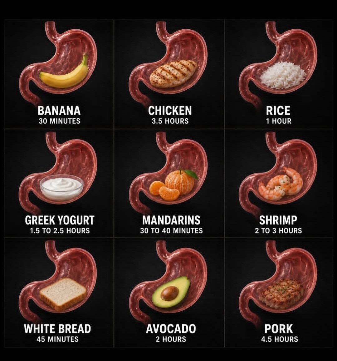 DeHealthguide's tweet photo. 🧵THREAD: How long does food stay in your stomach? 🍽️

Most people think all foods digest at the same speed. They don't.
Here's a simple breakdown. 👇

🗣🗣 Digestion begins the moment you take your first bite.
Your mouth starts breaking food down, but the stomach is where the real sorting begins.

🗣🗣 Foods don't leave your stomach at the same rate.
Some pass through quickly, while others stay longer depending on what they're made of.

🗣🗣 Foods that usually leave the stomach faster: 🥤 Water 🍉 Fruits 🥒 Most vegetables 🍚 Simple carbohydrates

These are generally easier to digest.
🗣🗣Foods that usually stay in the stomach longer: 🥩 Protein-rich meals 🧈 Fatty foods 🌾 High-fiber meals
These require more work before they can move into the small intestine.

🗣🗣There's no "one-size-fits-all" digestion time.
Your digestion is influenced by: • Meal size • Cooking method • Hydration • Physical activity • Metabolism • Your overall digestive health

🗣🗣 That's why two people can eat the same meal and digest it at different speeds.
Your body is unique.

🗣🗣Understanding digestion can help you: 
✅ Plan meals before workouts
 ✅ Avoid eating heavy meals before bed 
✅ Better understand how your body responds to different foods

🗣🗣 Remember: these are general estimates, not strict rules.
If you have persistent bloating, pain, vomiting, unexplained weight loss, or difficulty swallowing, see a healthcare professional.

If you found this helpful, like, repost, and follow for more easy-to-understand medical and health threads. 🩺
Check out pictures below.👇👇👇