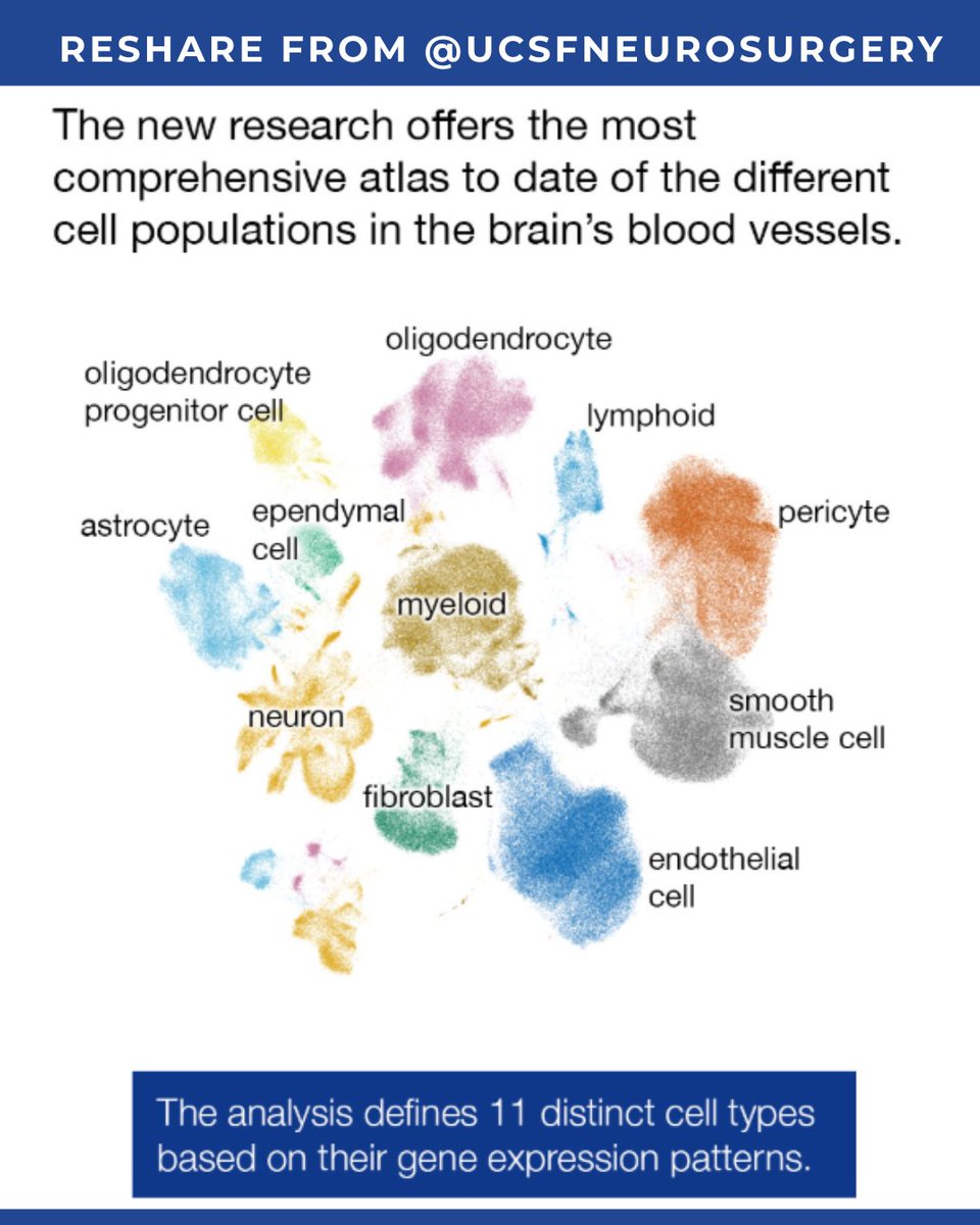 TAAF's tweet photo. Congratulations to @EthanWinklerMD and the Winkler Lab on today's Cell publication. A major step forward for brain aneurysm, AVM, stroke, and cerebrovascular research.

Shared with permission from @UCSFneurosurgery https://t.co/52QbEYrwwS