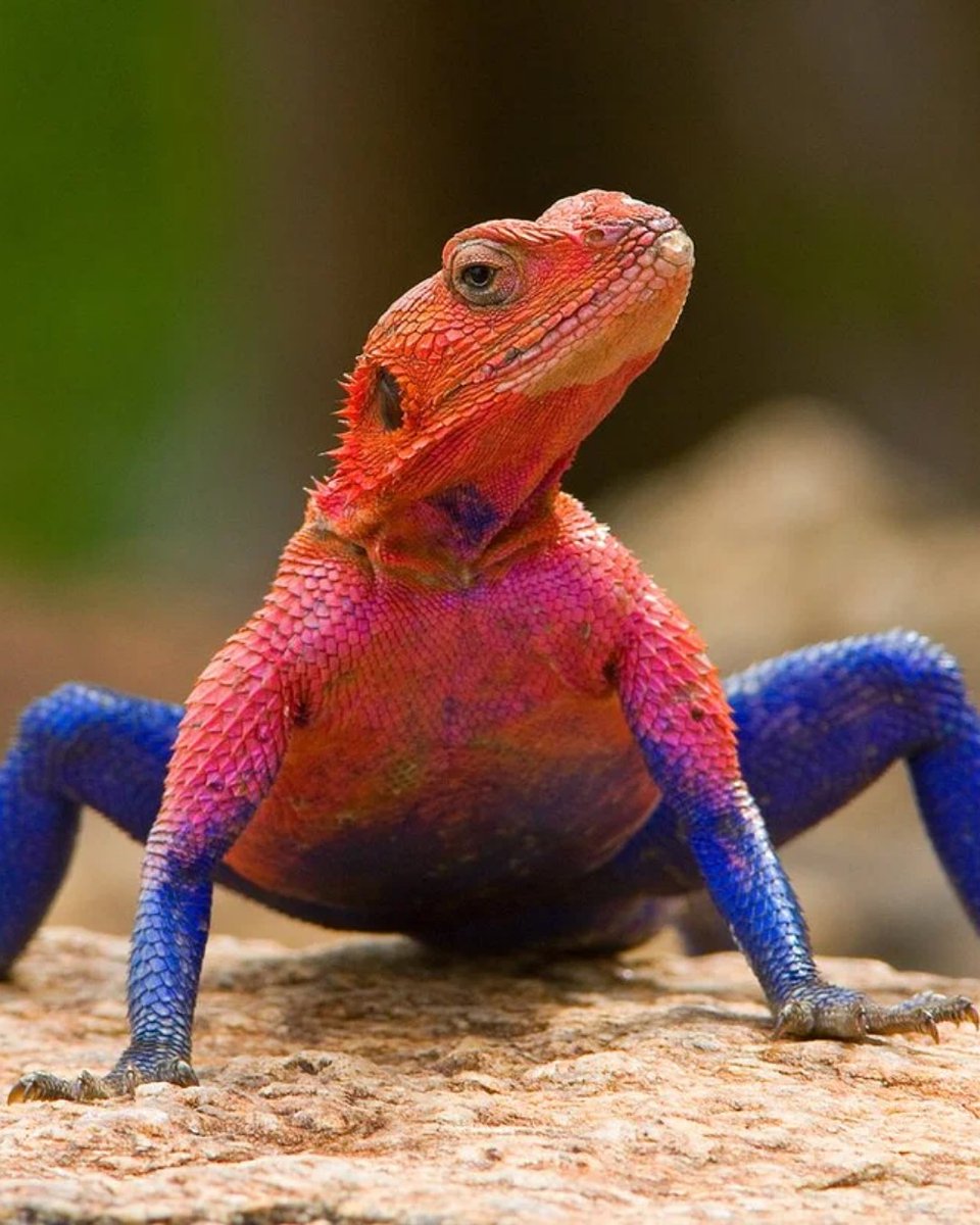 AcervoCharts's tweet photo. Conheça o lagarto-agama, o “Homem-Aranha” da vida real, nativo da África. https://t.co/qTfg1Ae6e3