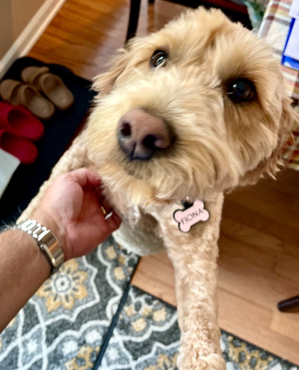 CarusoColonnaMS's tweet photo. It's 5:00 PM on a Friday. Who's wishing you a great weekend? This pooch! Choose your happiness, because you can. https://t.co/2rcrKmkVyx