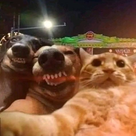 lvsmafu's tweet photo. sefi, coldi y miau siempre juntos a cualquier cosa: https://t.co/IrZpWiRasW