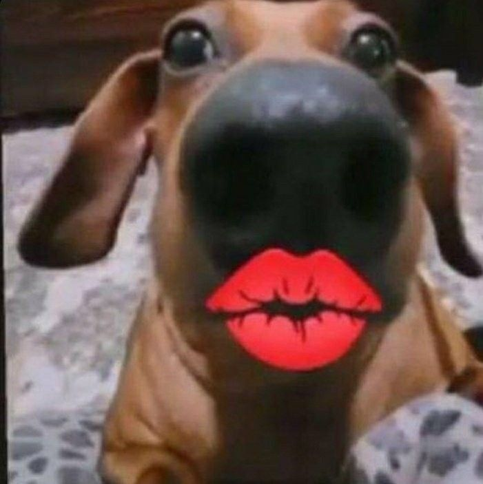 cutehlouis's tweet photo. kiss all the time https://t.co/iQhMSD3d4H