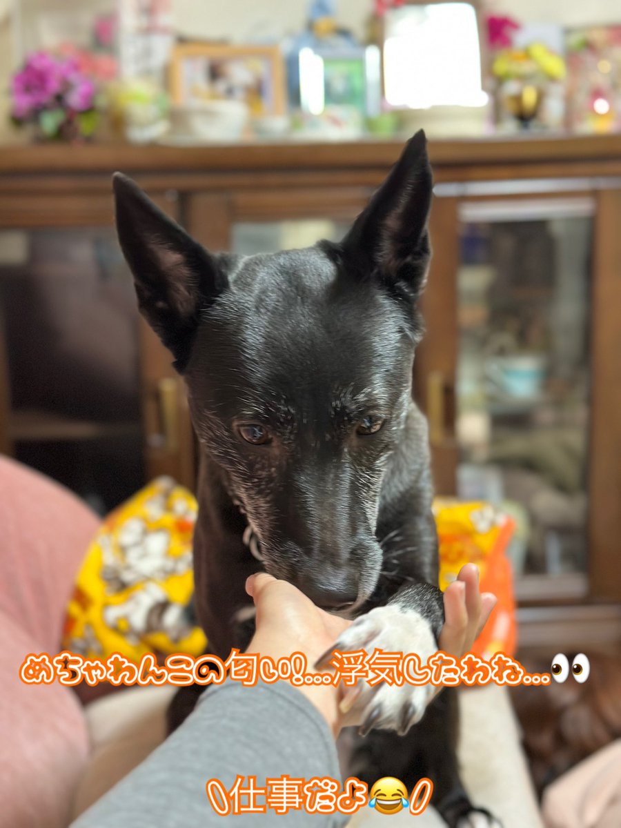 Otonon0128nikki's tweet photo. day 2098🍀

おはようございます☀️

保護犬 奏 4コマ漫画🐾
①『ママおかえりー！』
②『待ってたよー！お手😆』
③『…ｸﾝｸﾝ…ん？犬の匂い…』
④『めちゃ犬の匂い！…浮気したわね…👀』

仕事が終わると念入りに犬の匂いがする！🔎と嗅がれます😂

くすっと笑顔になってもらえたら嬉しいです🥰🐶

今日も皆様が穏やかに 笑顔でステキな1日を過ごせますように🍀⋆゜

#毎日ハッピーおすそわけ