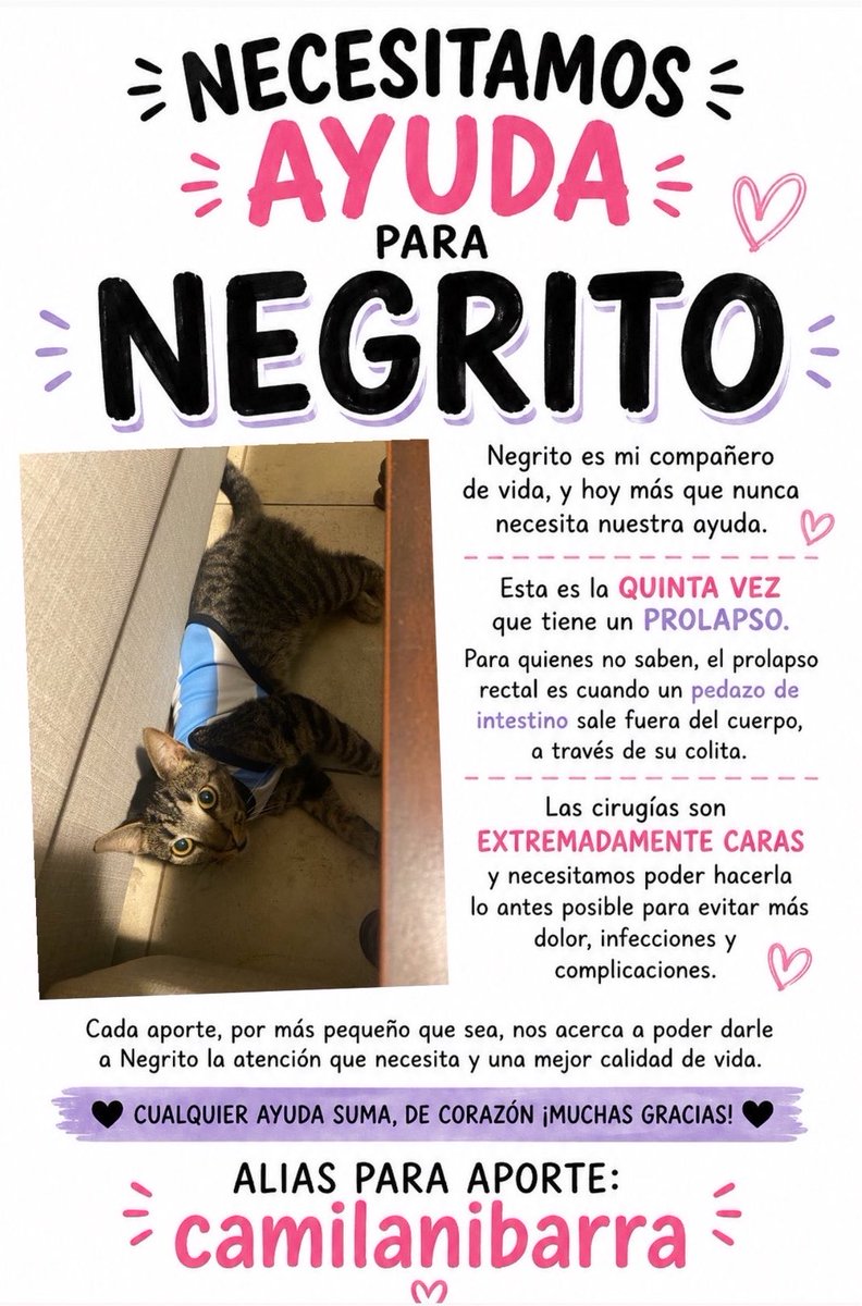 lusuaarezz's tweet photo. hola chicos!! hoy les quiero pedir una mano para un amigo gatuno ❤️ @camibarraa 

Negrito está atravesando una situación complicada, ya sufrió 5 prolapsos rectales y necesita una nueva cirugía para poder vivir sin dolor! Los costos son muy altos y hoy toda ayuda, por más pequeña q crean q sea, hace una gran diferencia🙏🏻

Si podes colaborar o compartir esta publicación para q llegue a más personas, ya ayudas muchísimo ❤️

Alias para ayudar: camilanibarra ❤️🫂