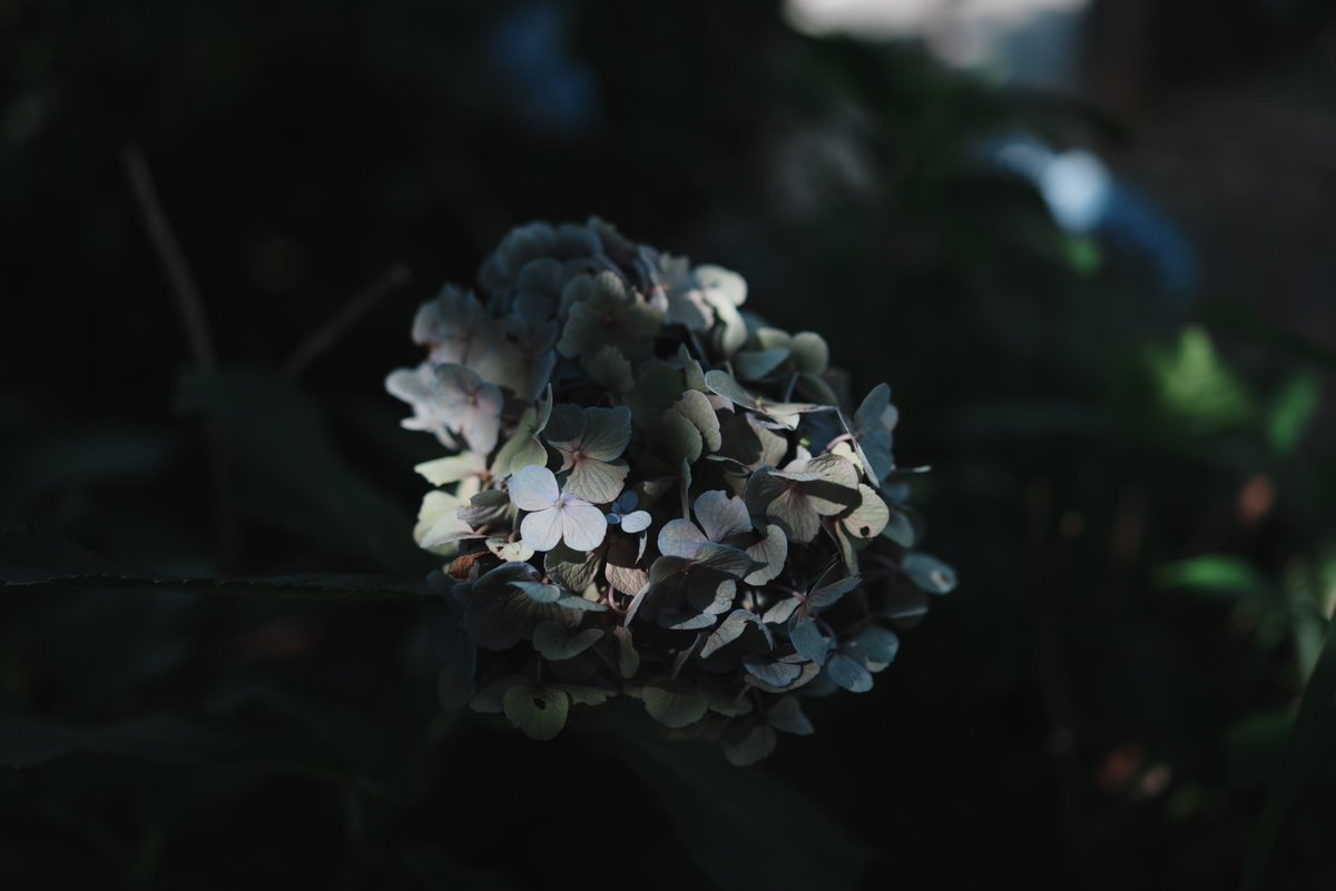 tandelty's tweet photo. #7月を写真４枚で振り返る https://t.co/ncc8XwyTh8